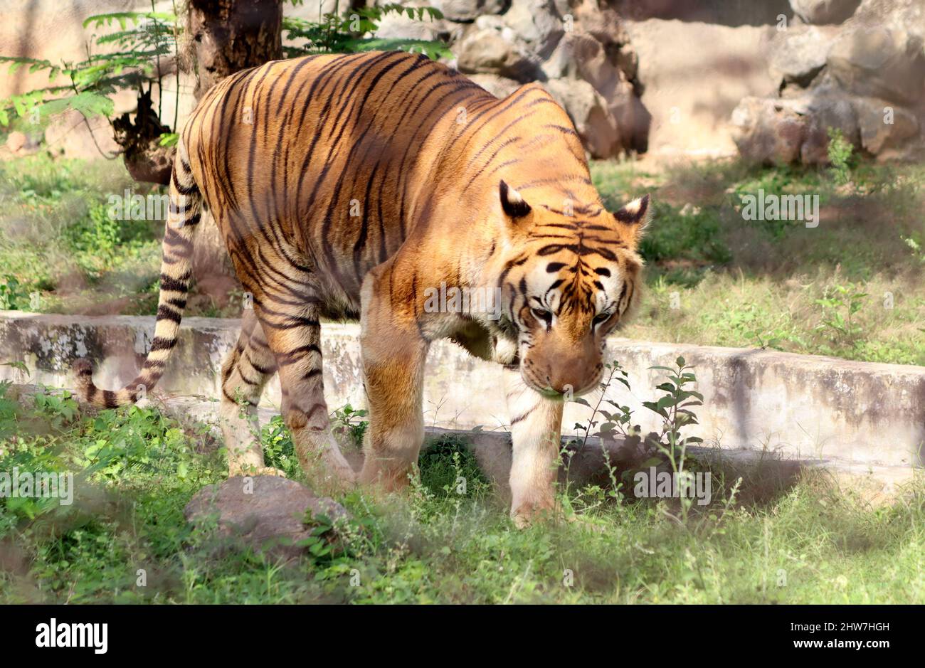 Die Tiger gehen majestätisch. Im unscharfen Hintergrund Stockfoto
