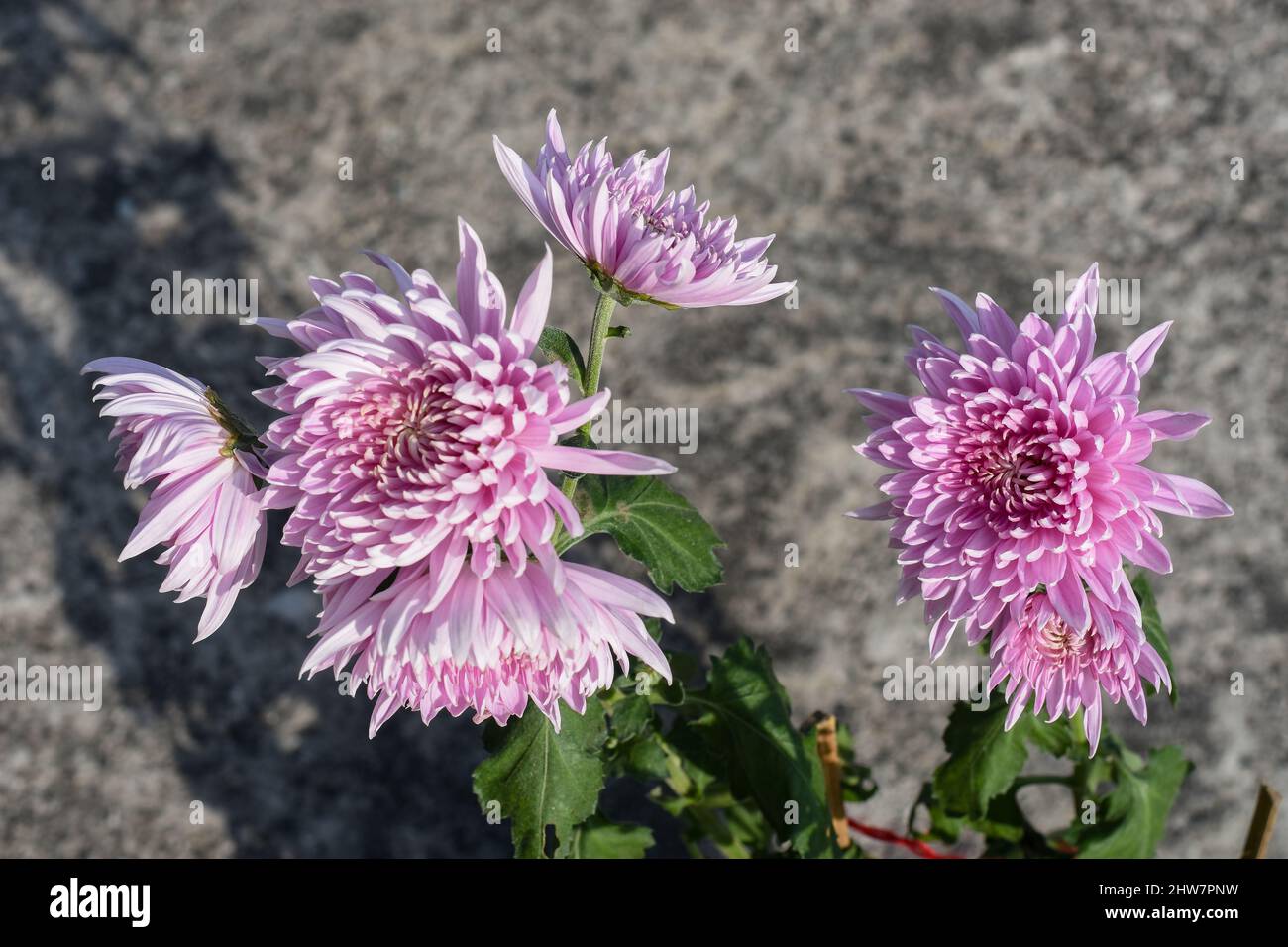 Pink Chrysanthemum Blume oft als "ums" bezeichnet, ist eine der beliebtesten Gartenblumen. Stockfoto