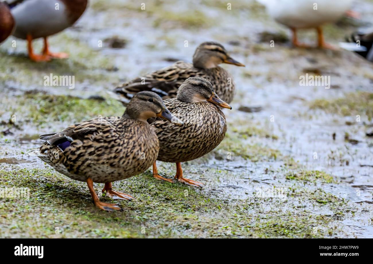 Enten, die sich an einem nassen, stürmischen Wintertag in Yorkshire neben einem Resevoir versammeln, Stockfoto