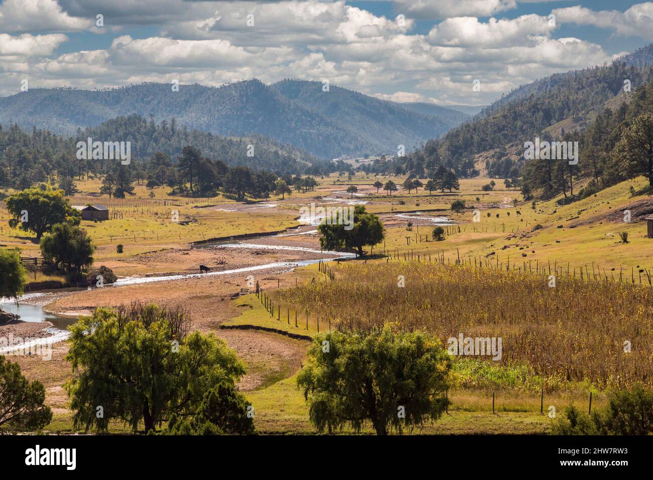 El Chepe Zugblick zwischen La Junta und Creel. Sierra Madre Stream and Grazing Land, Chihuahua State, Mexiko. Stockfoto