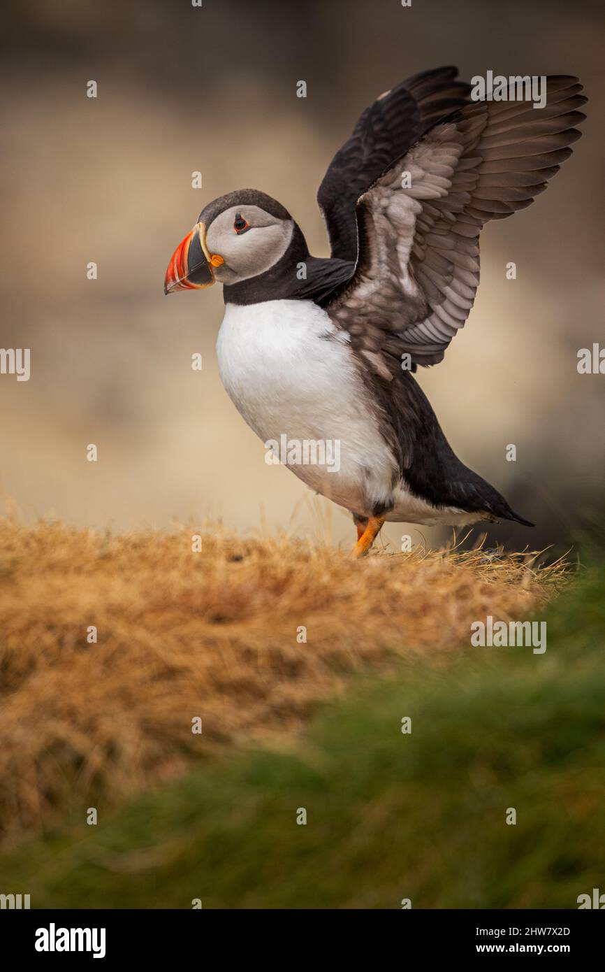 Papageitaucher Stockfoto