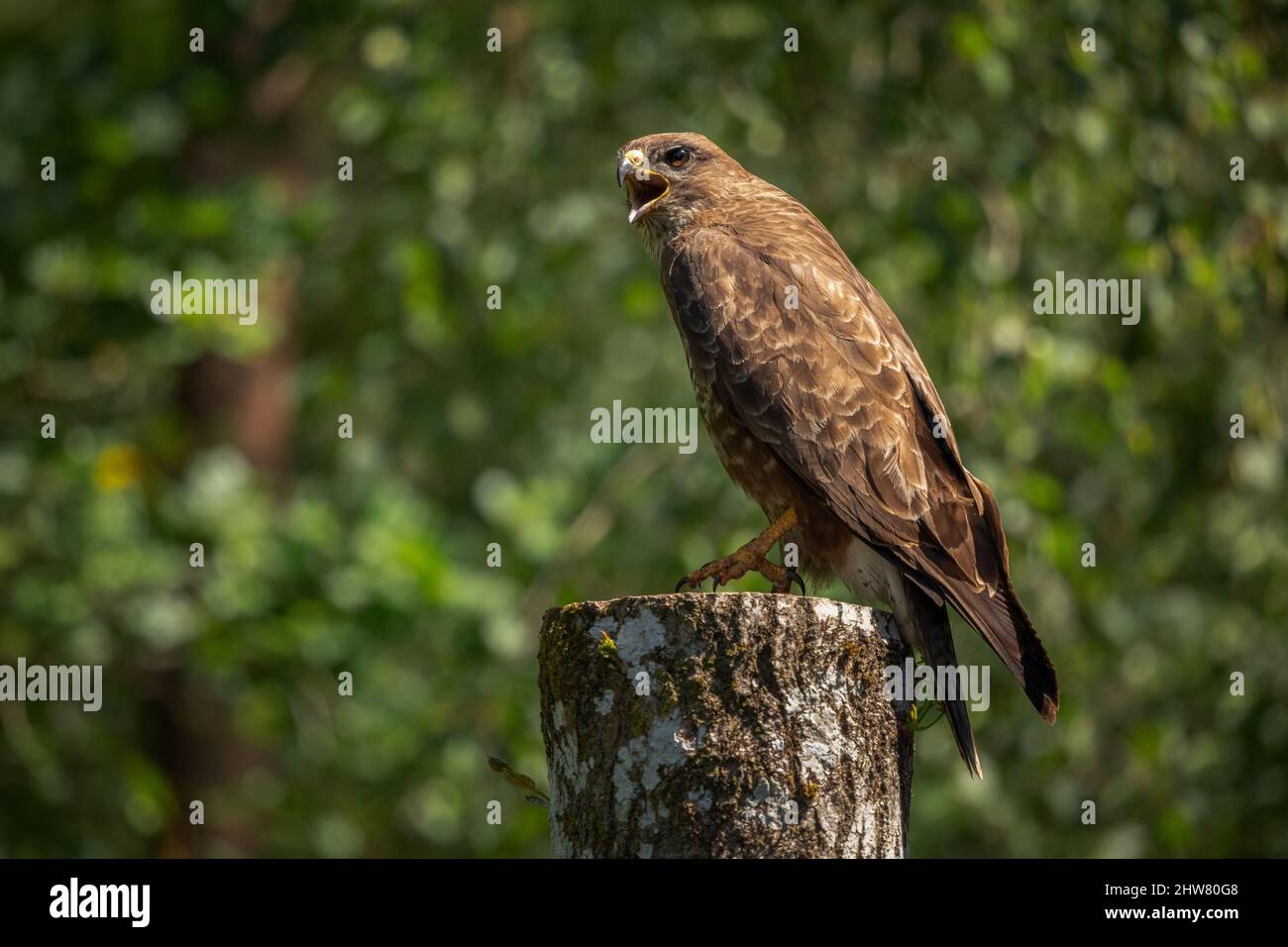 Bussarde an land -Fotos und -Bildmaterial in hoher Auflösung – Alamy