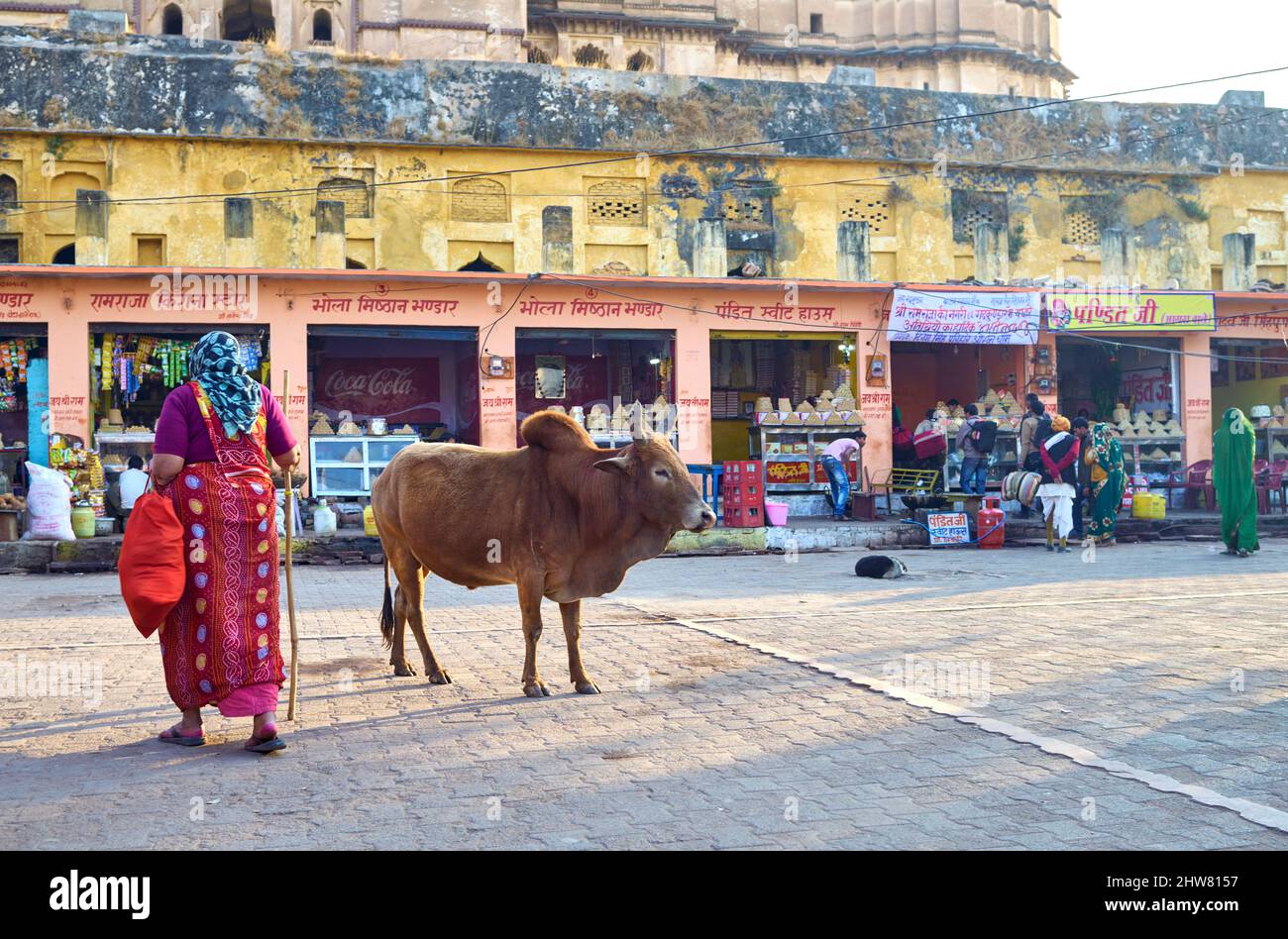 Indien Madyha Pradesh Orchha. Heilige Kuh auf den Straßen Stockfoto