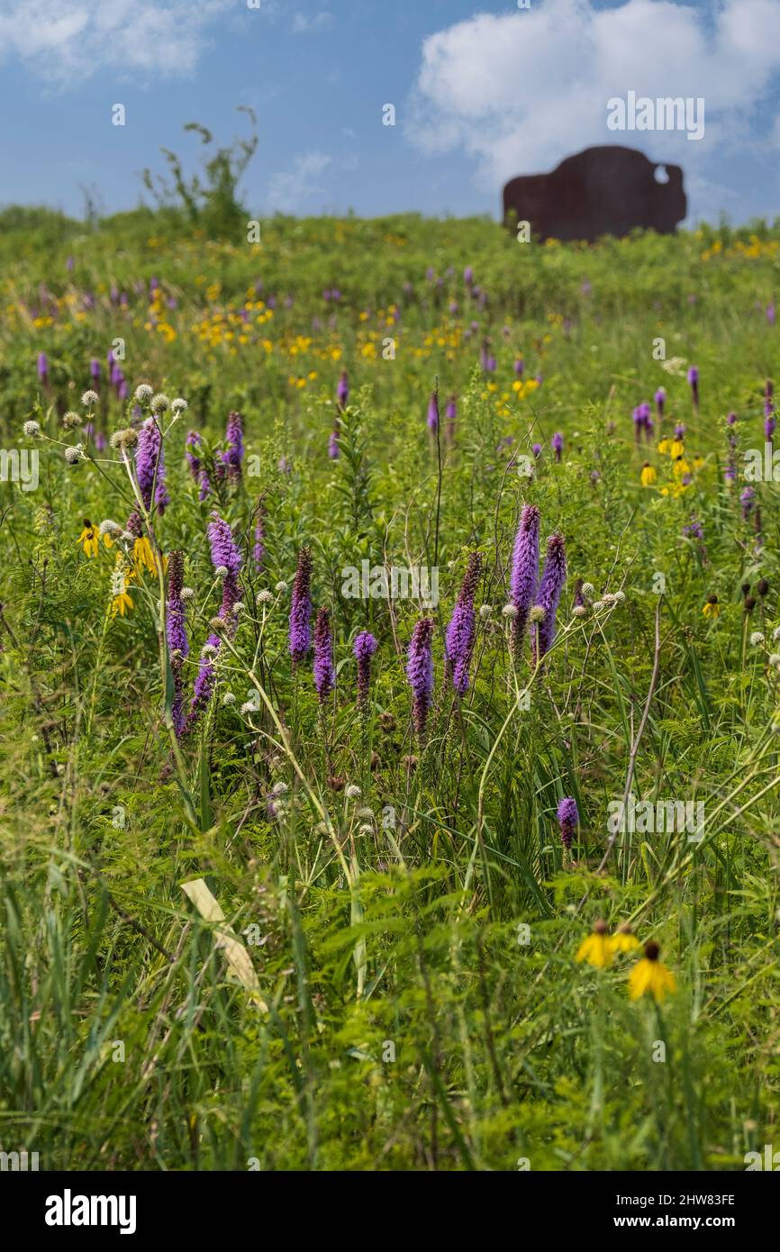 Prarie Grassland Wildflowers and Buffalo Sculpture, Missouri Welcome Center, Highway I-35. Stockfoto