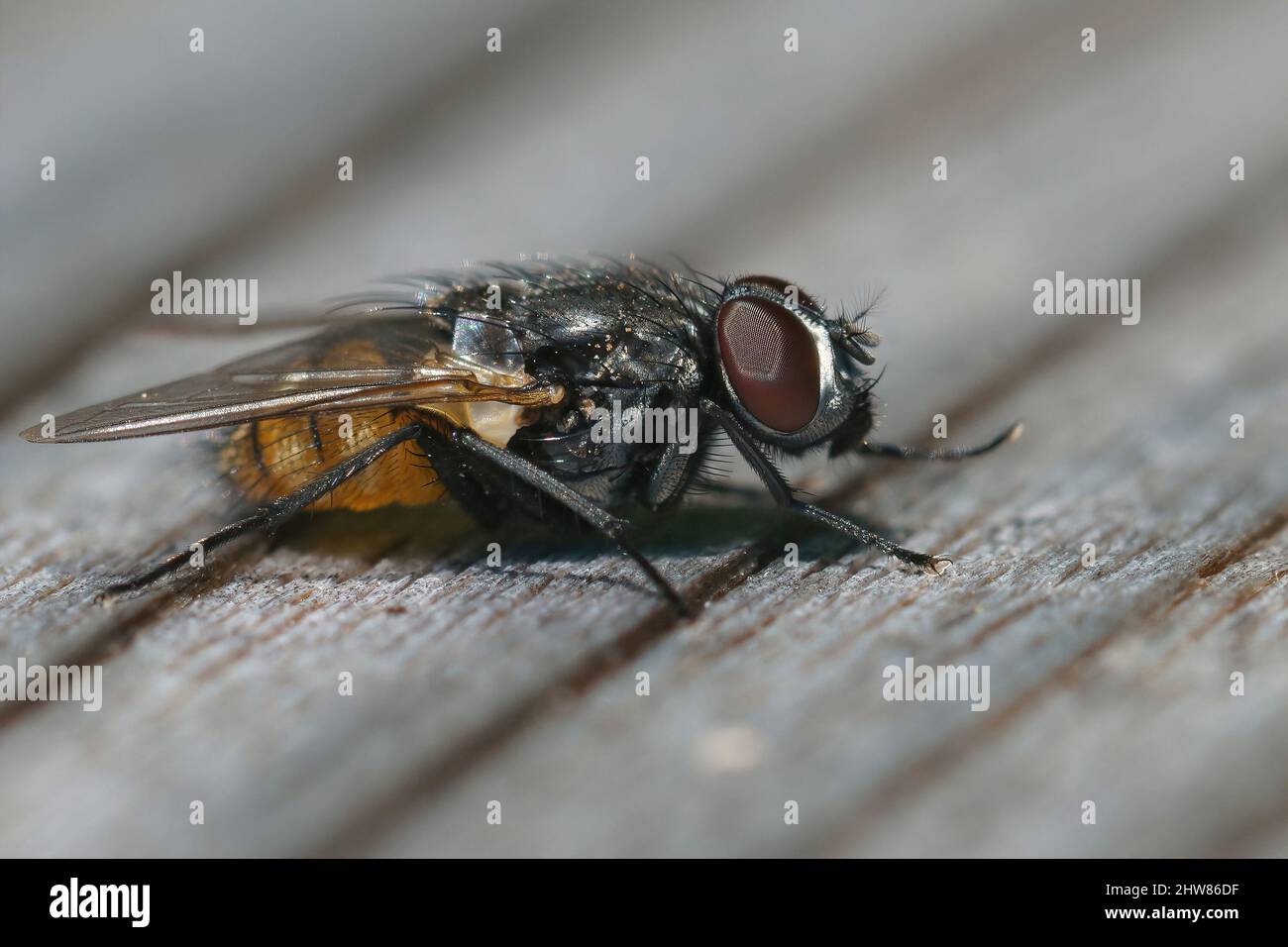 Detaillierte Nahaufnahme auf einer Gesichtsfliege - Musca autumnalis sitzt auf einem Stück Holz im Garten Stockfoto