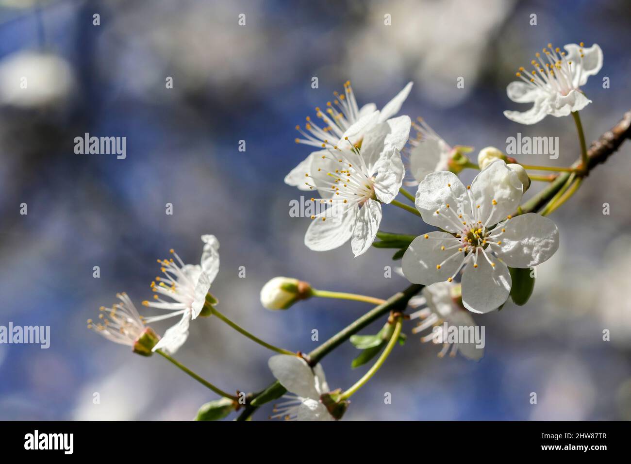 Weiße Blütenblüten, Nahaufnahme Makro, auf Baum während der Frühjahrssaison. Blauer unscharfer Bokeh-Hintergrund. Saubere, frische Frühlingsblüten in Dublin, Irland Stockfoto