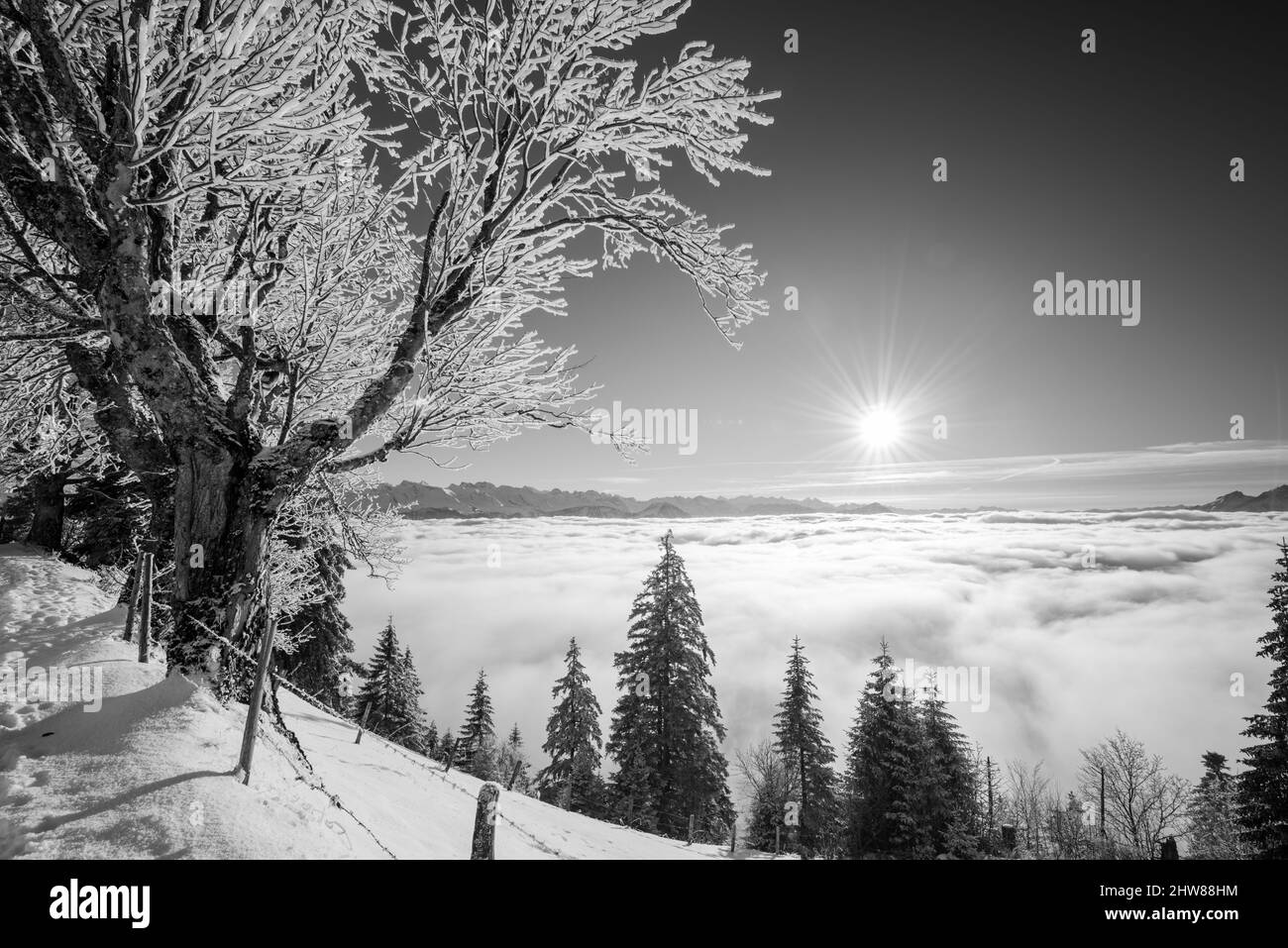 Nebel im Winterwald. Ein Pfad im Schnee driftet. Ein Baum in Schneekleidung. Schweiz. Schwarz und Weiß. Stockfoto