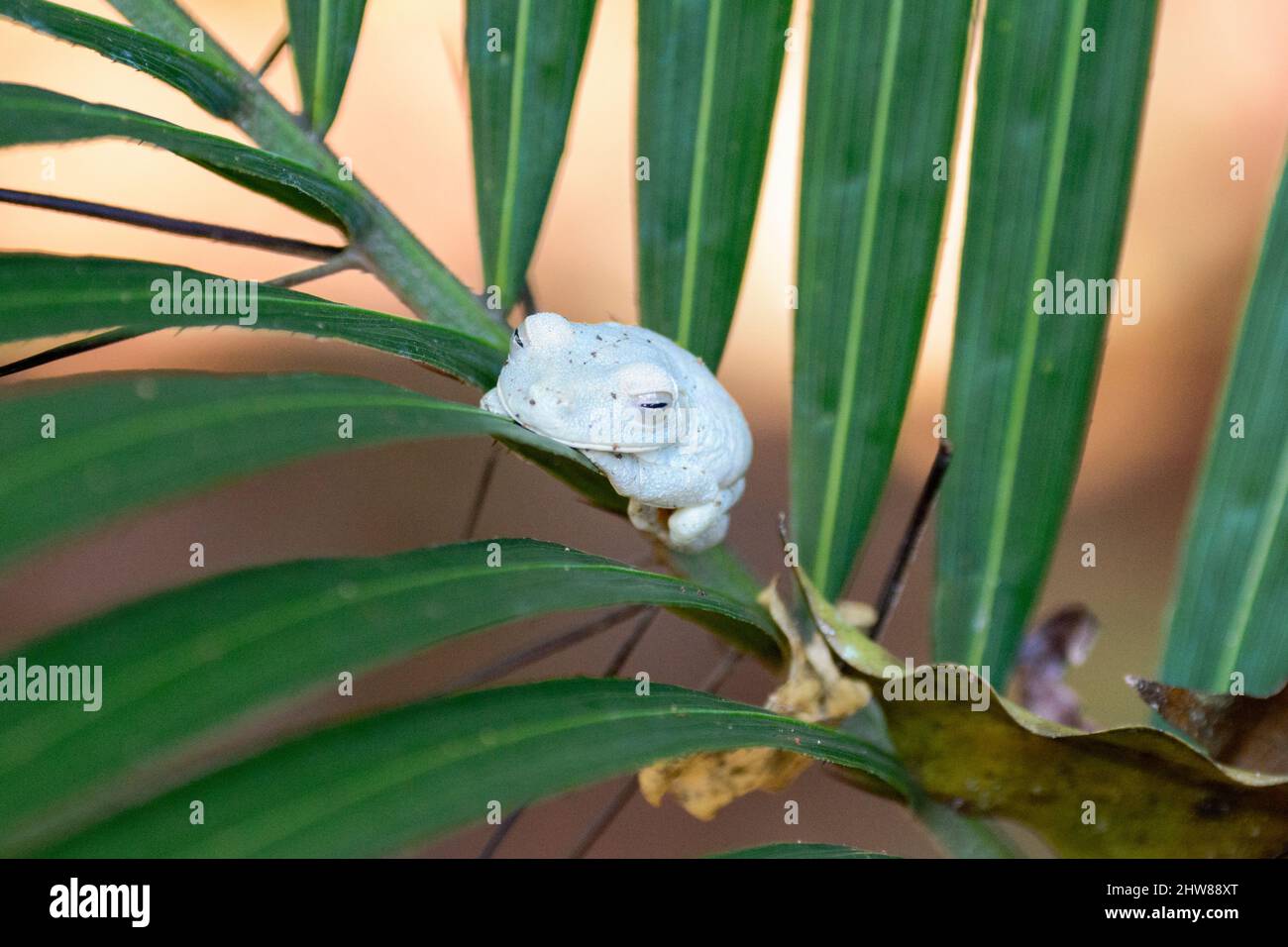 Ein blassblauer Glasfrosch, der auf einem Blatt ruht, im Manuel Antonio Nationalpark, Provinz Puntarenas, Quepos, Costa Rica, Mittelamerika Stockfoto