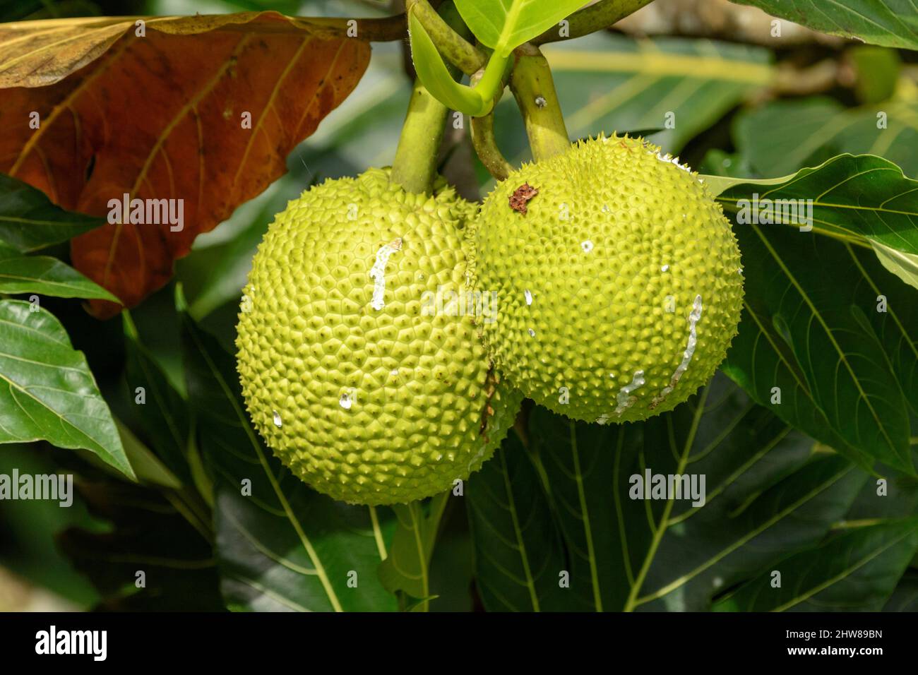 Jackfruit (Artocarpus heterophyllus), Costa Rica, Mittelamerika Stockfoto