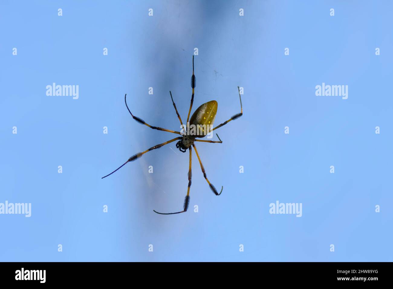Goldene Seidenspinne (Trichonephila clavipes), Costa Rica. Aka goldene Seidenspinne oder Bananenspinne. Früher als Nephila clavipes bekannt Stockfoto