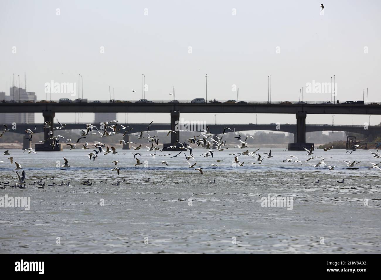 Bagdad, Irak. 4. März 2022. Möwen fliegen über den Fluss Tigris in Bagdad, Irak, 4. März 2022. Quelle: Khalil Dawood/Xinhua/Alamy Live News Stockfoto