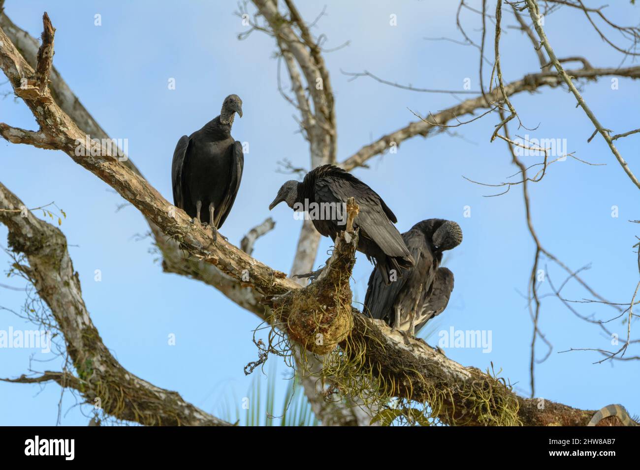 Ein Komitee von Schwarzen Geiern (Coragyps atratus), das in einem Baum im Corcovado Nationalpark, Osa Halbinsel, Costa Rica, Mittelamerika ruht Stockfoto
