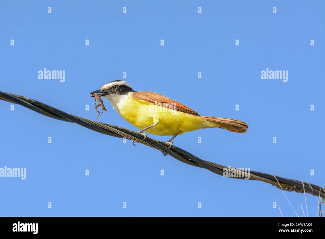 Großer Kiskadee (Pitangus sulfuratus), der eine kleine Eidechse im Tortuguero National Park, Provinz Limon, Costa Rica, Mittelamerika isst Stockfoto