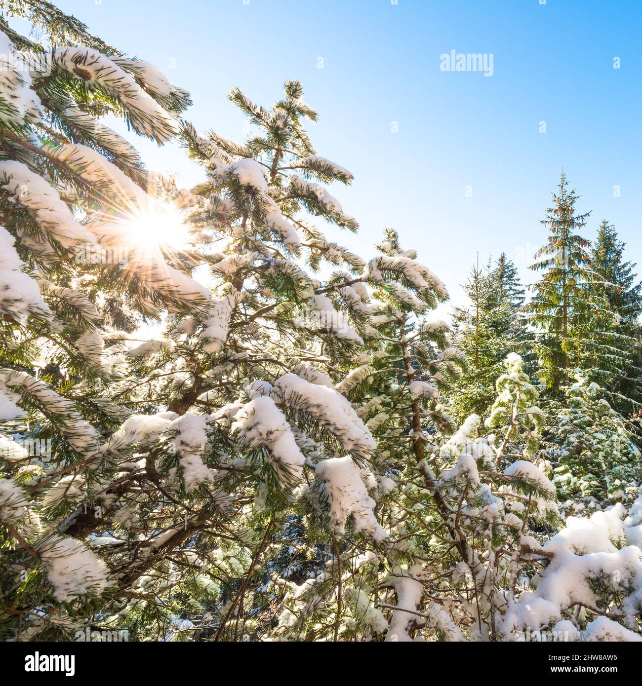 Winter im Wald. Schneeverwehungen auf Weihnachtsbäumen. Die Sonne in den Zweigen der Tannen. Fröhlicher Tag in Europa vor den Weihnachtsfeiertag. S Stockfoto