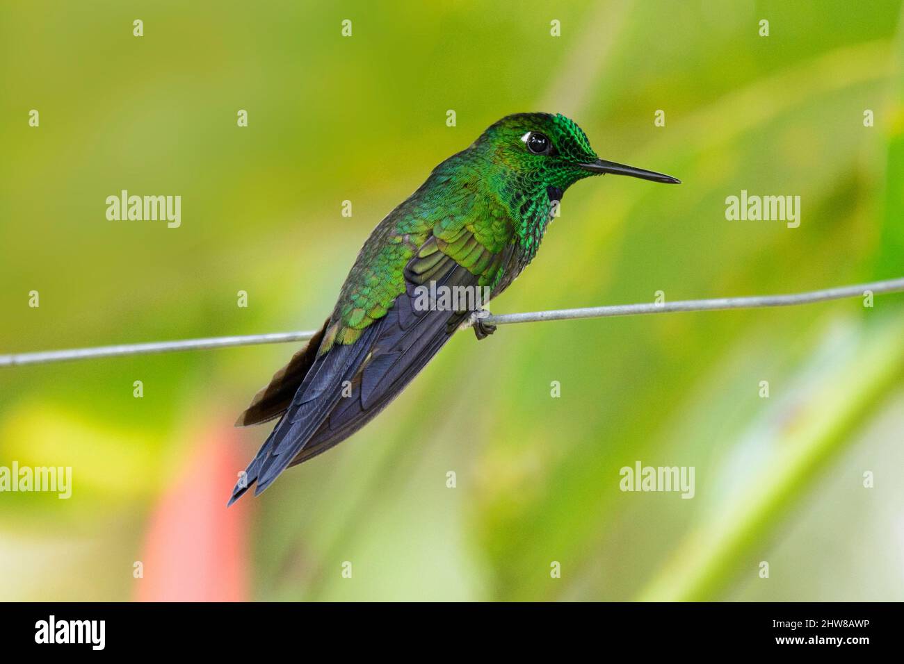 Grün gekrönter brillanter Kolibri (Heliodoxa jacula), auch bekannt als grüner Kolibri, Villa Blanca Cloud Forest, San Ramon, Costa Rica Stockfoto