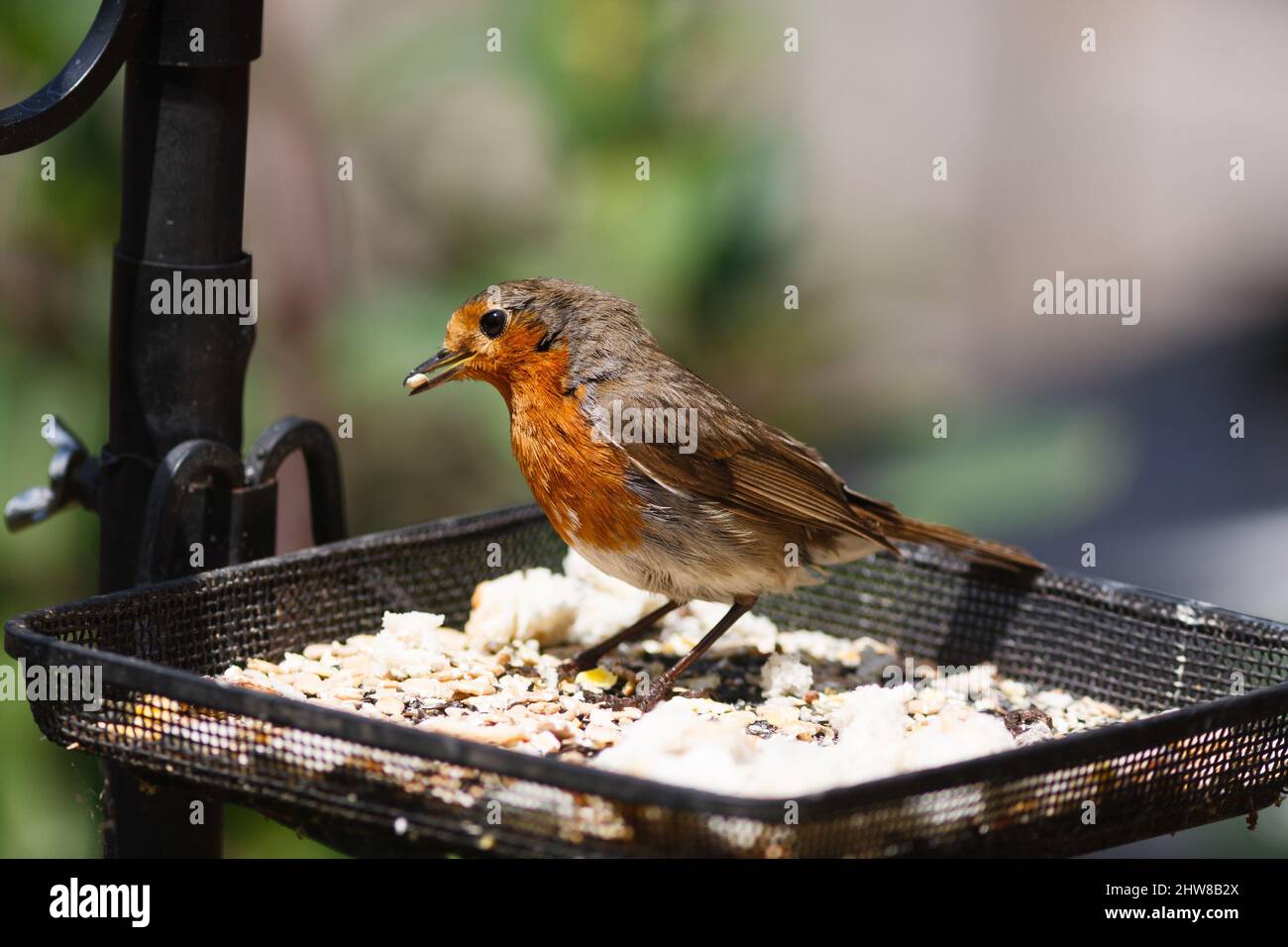 Ein europäischer Robin (Erithacus rubecula), der auf einem Futtertisch mit einem Samen im Schnabel in einem Vorstadtgarten in Surrey, Großbritannien, thront. Stockfoto