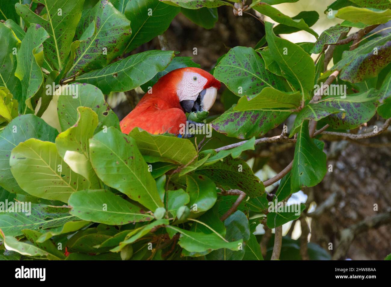 Ein scharlachrote Aras (Ara macao), der Nüsse von einem Strandmandelbaum (Terminalia catappa) im Corcovado-Nationalpark, Halbinsel Osa, Costa Rica, frisst Stockfoto