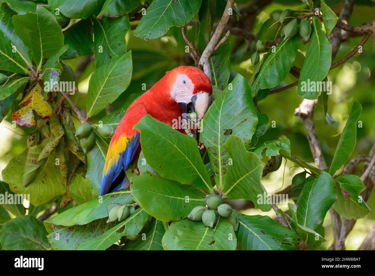 Ein scharlachrote Aras (Ara macao), der Nüsse von einem Strandmandelbaum (Terminalia catappa) im Corcovado-Nationalpark, Halbinsel Osa, Costa Rica, frisst Stockfoto