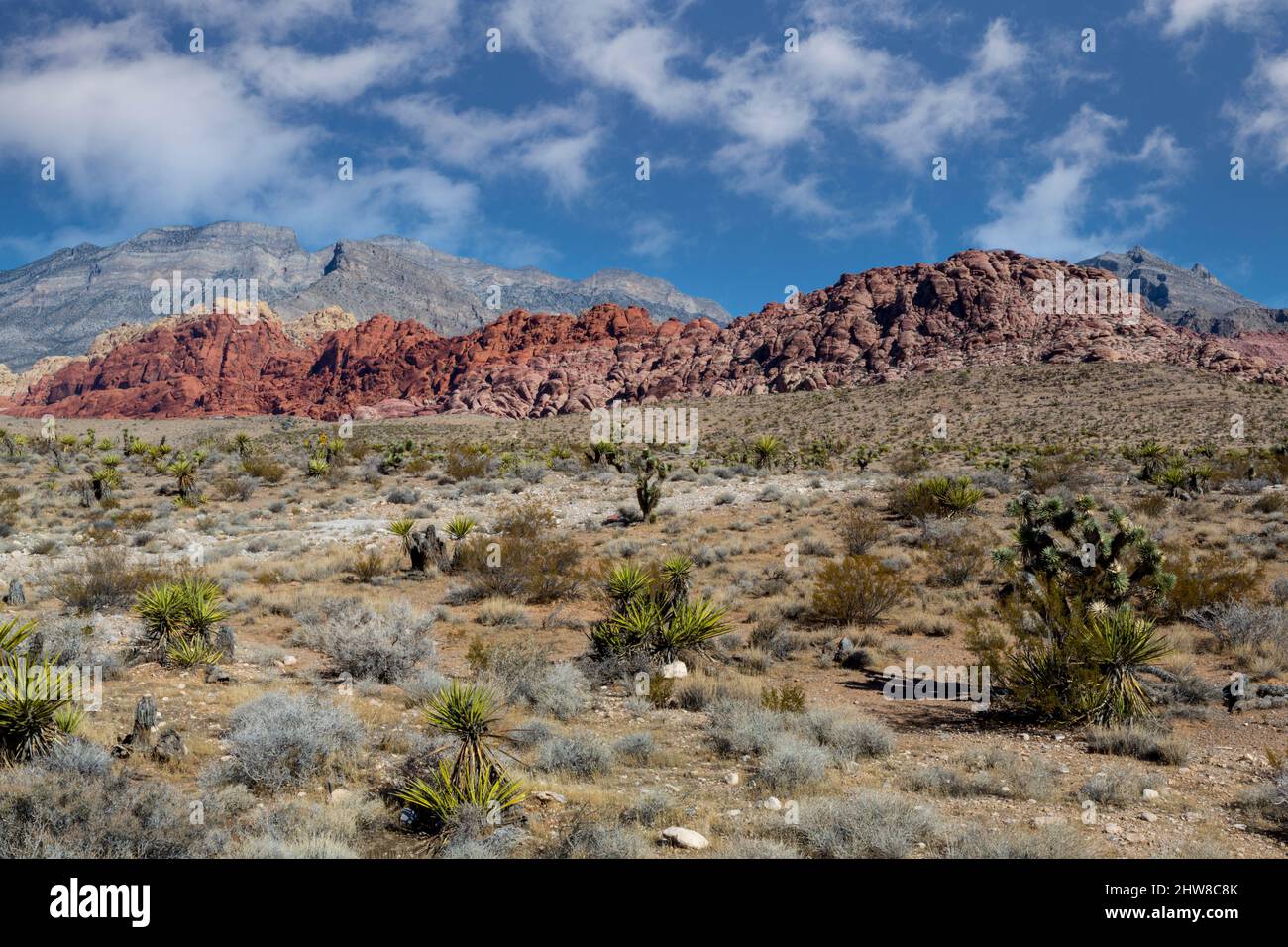 Red Rock Canyon, Nevada.  Mojave Yucca im Vordergrund, Calico Hills (Azteken-Red-Sandsteins) im Hintergrund. Stockfoto
