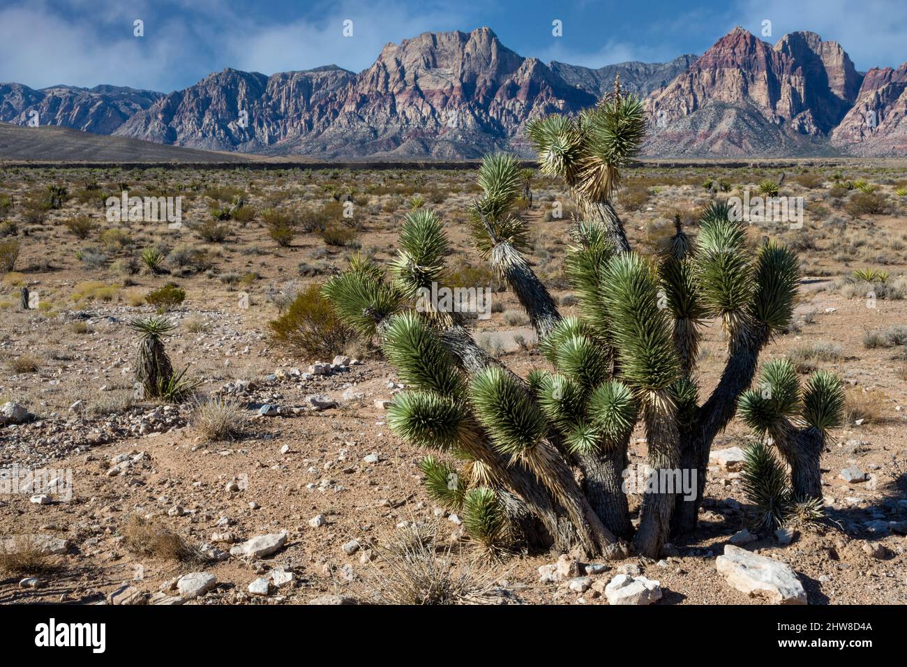 Red Rock Canyon, Nevada.  Blick auf Spring Mountains.  Joshua Tree (Yucca Brevifolia) rechts. Stockfoto