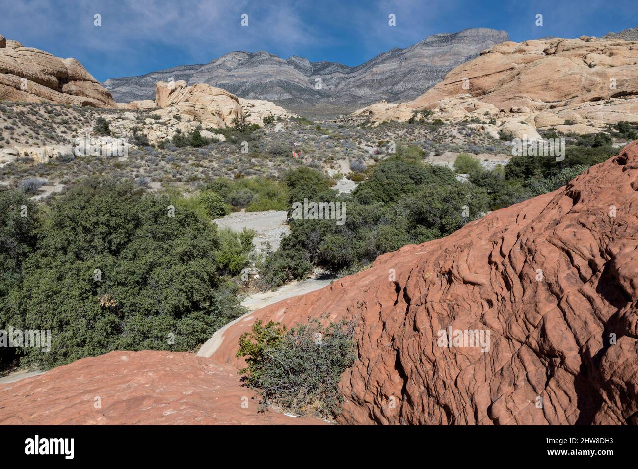 Red Rock Canyon, Nevada. Grauer Kalksteinfelsen des La Madre Mountain (Hintergrund) erhebt sich über dem jüngeren hellen Sandstein im Keystone Thrust. Stockfoto