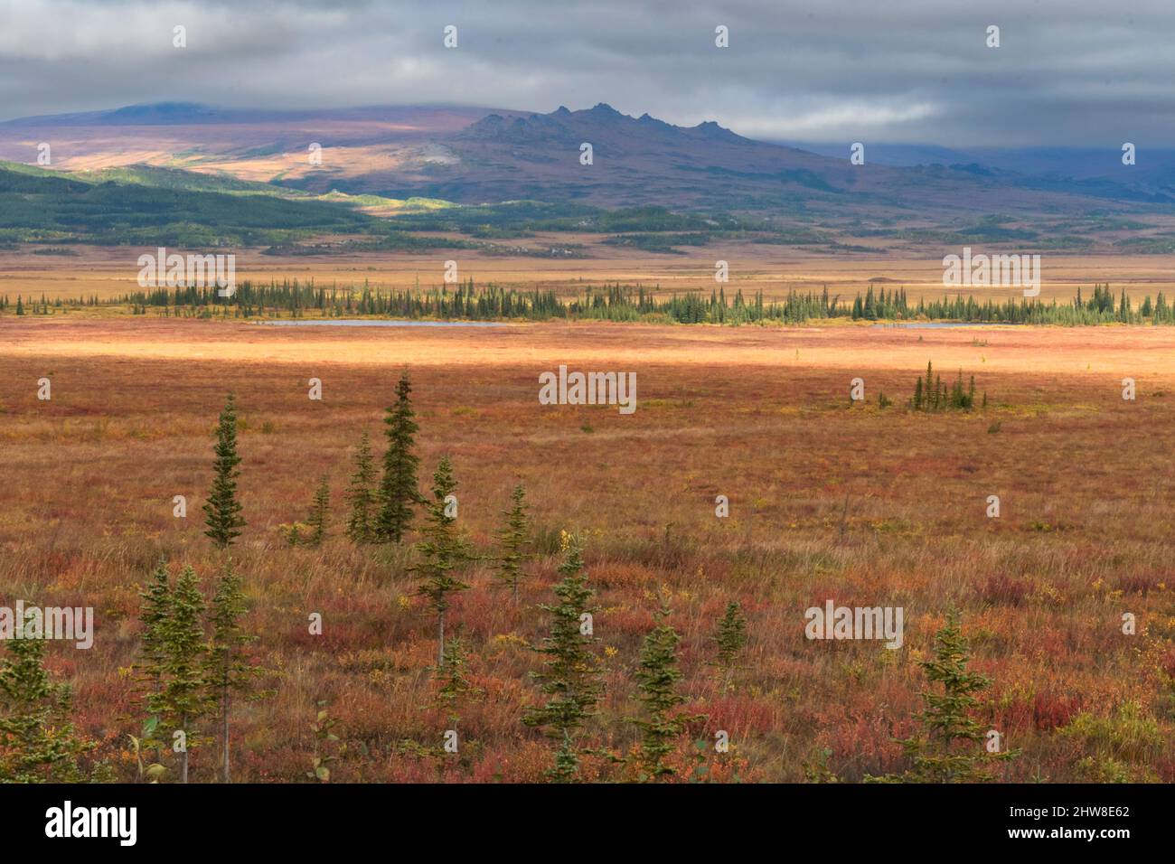 Nordamerika; Usa; Alaska; Hodzana Hills; Kanuti River Flats; Olson's Lake; Pflanzen; Weiden und Fichten; Herbstfarben. Stockfoto