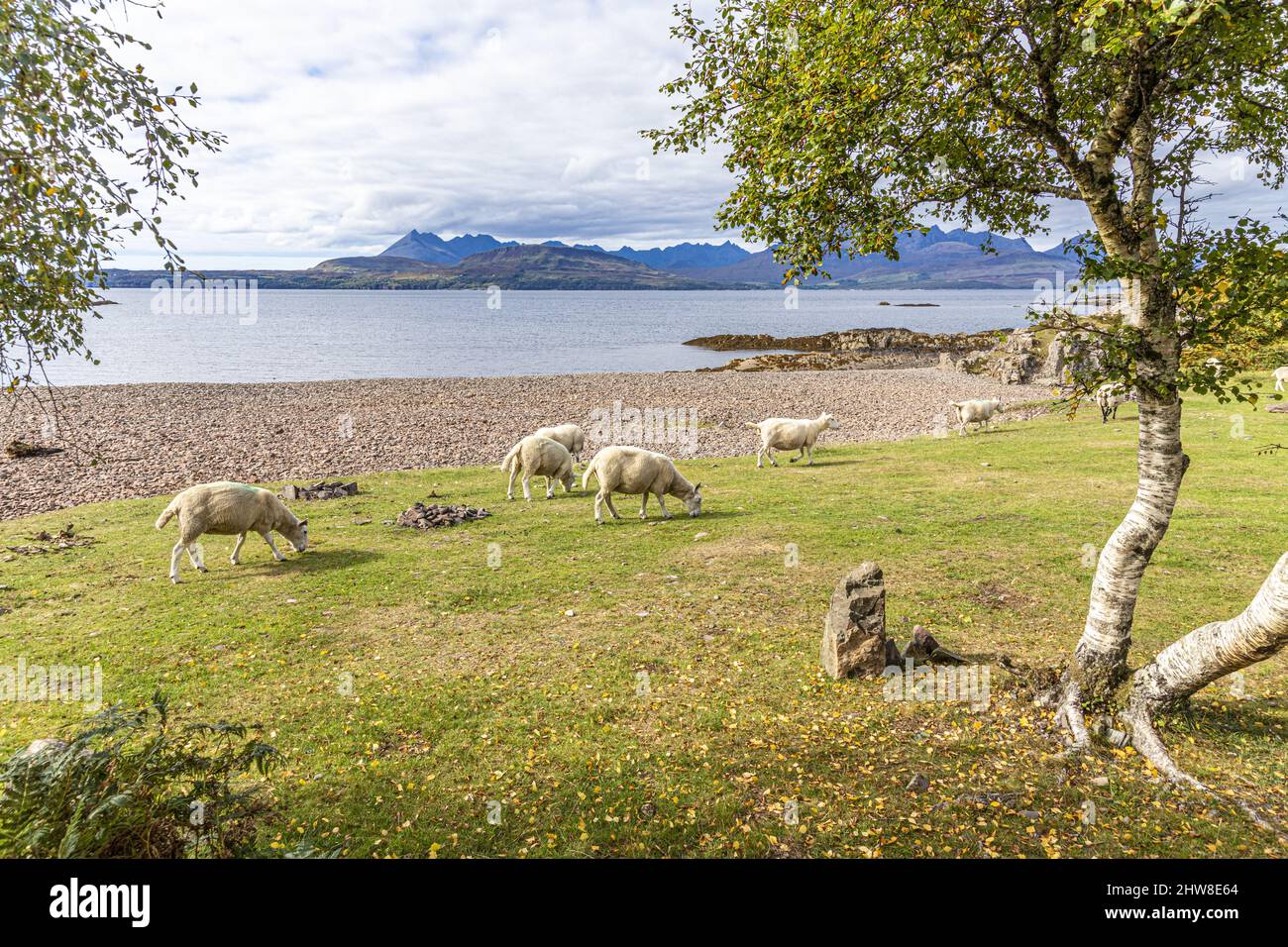 Schafe weiden am Ufer des Loch Eishort in Tokavaig, Sleat Peninsula im Süden der Isle of Skye, Highland, Schottland, Großbritannien. Cuillins am Horizont. Stockfoto