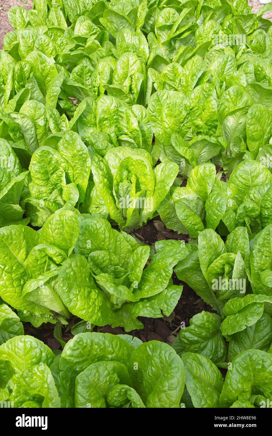 Ein Kopfsalat mit einem selbst zubereiteten Eimer, der als Wurmkompost konzipiert wurde. Hochwertige Fotos Stockfoto