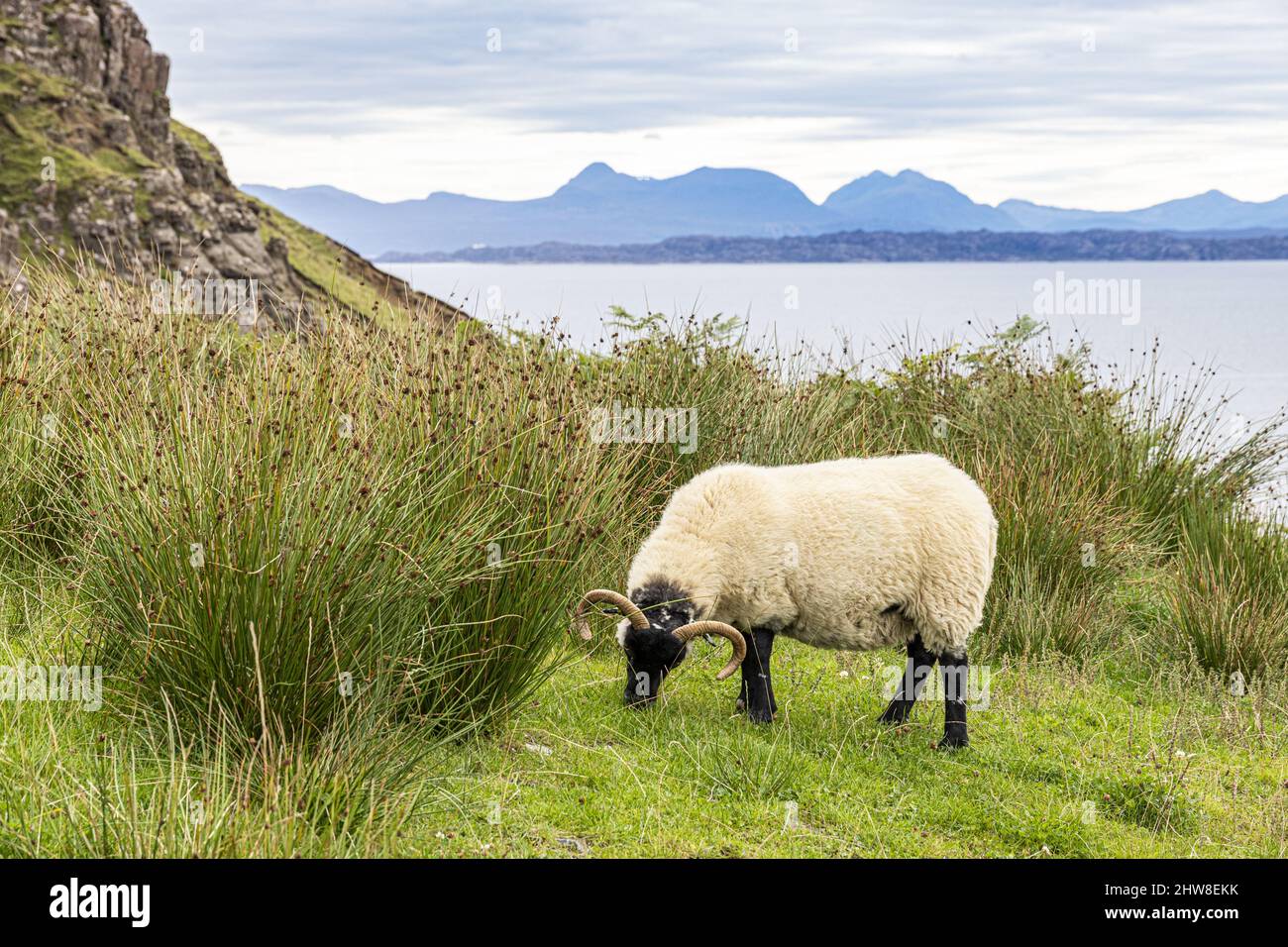 Ein gehörntes Schaf, das auf der Klippe in der Nähe der Lealt Falls an der Nordostküste der Isle of Skye, Highland, Schottland, Großbritannien, grast. Stockfoto