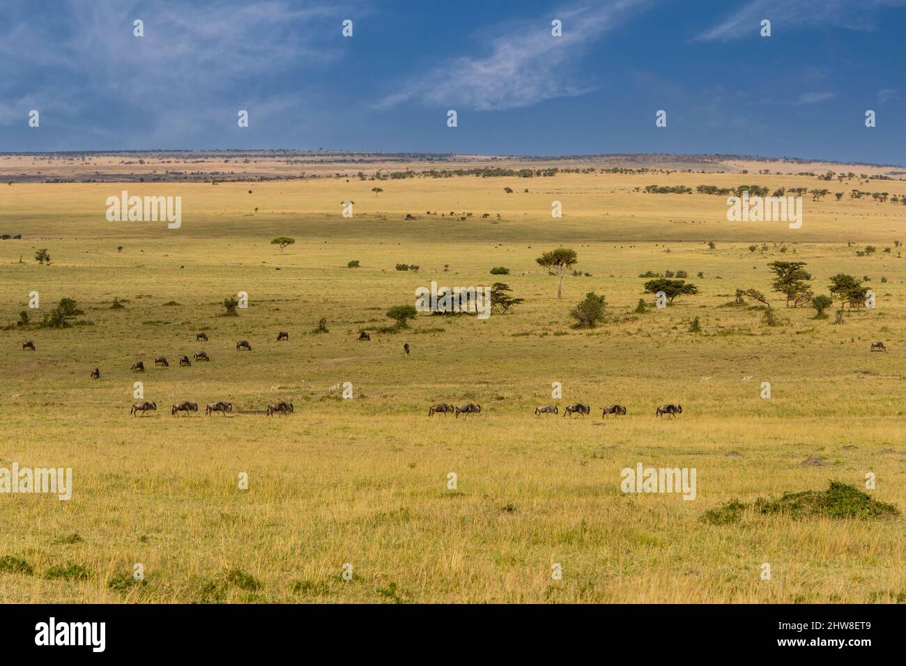 Tansania. Gnus auf die nördliche Serengeti Plain. Stockfoto