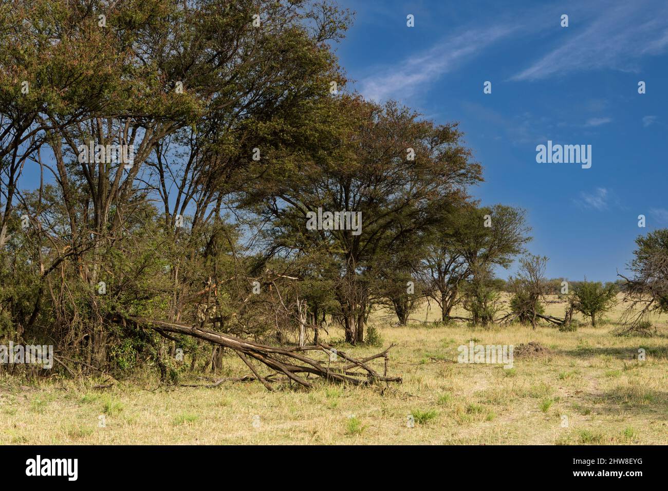 Tansania. Serengeti. Bäume von Elefanten beschädigt. Stockfoto
