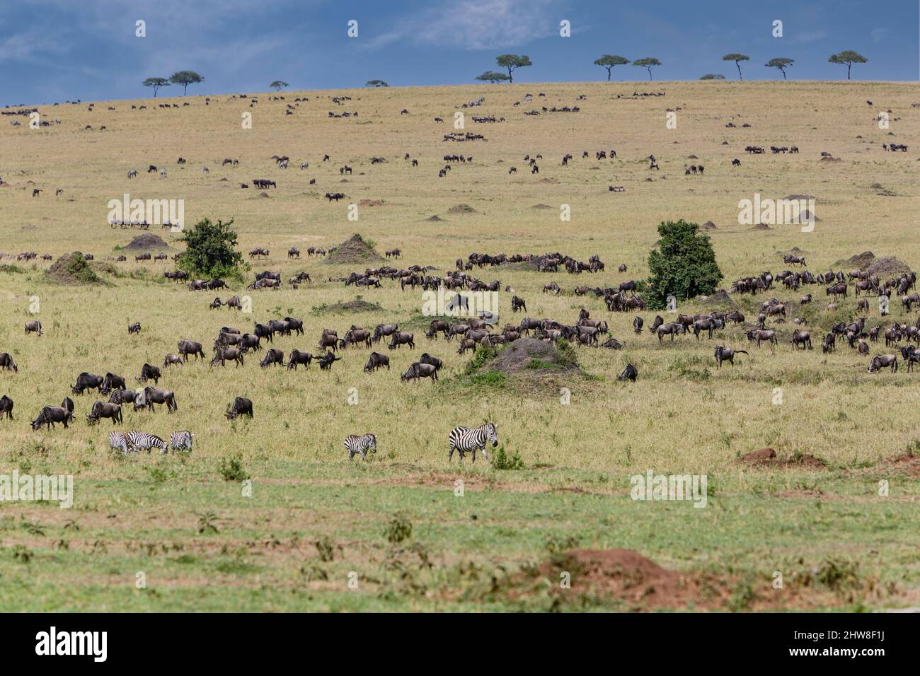 Tansania. Serengeti. Gnus und Zebras über die nördliche Serengeti Plain. Stockfoto