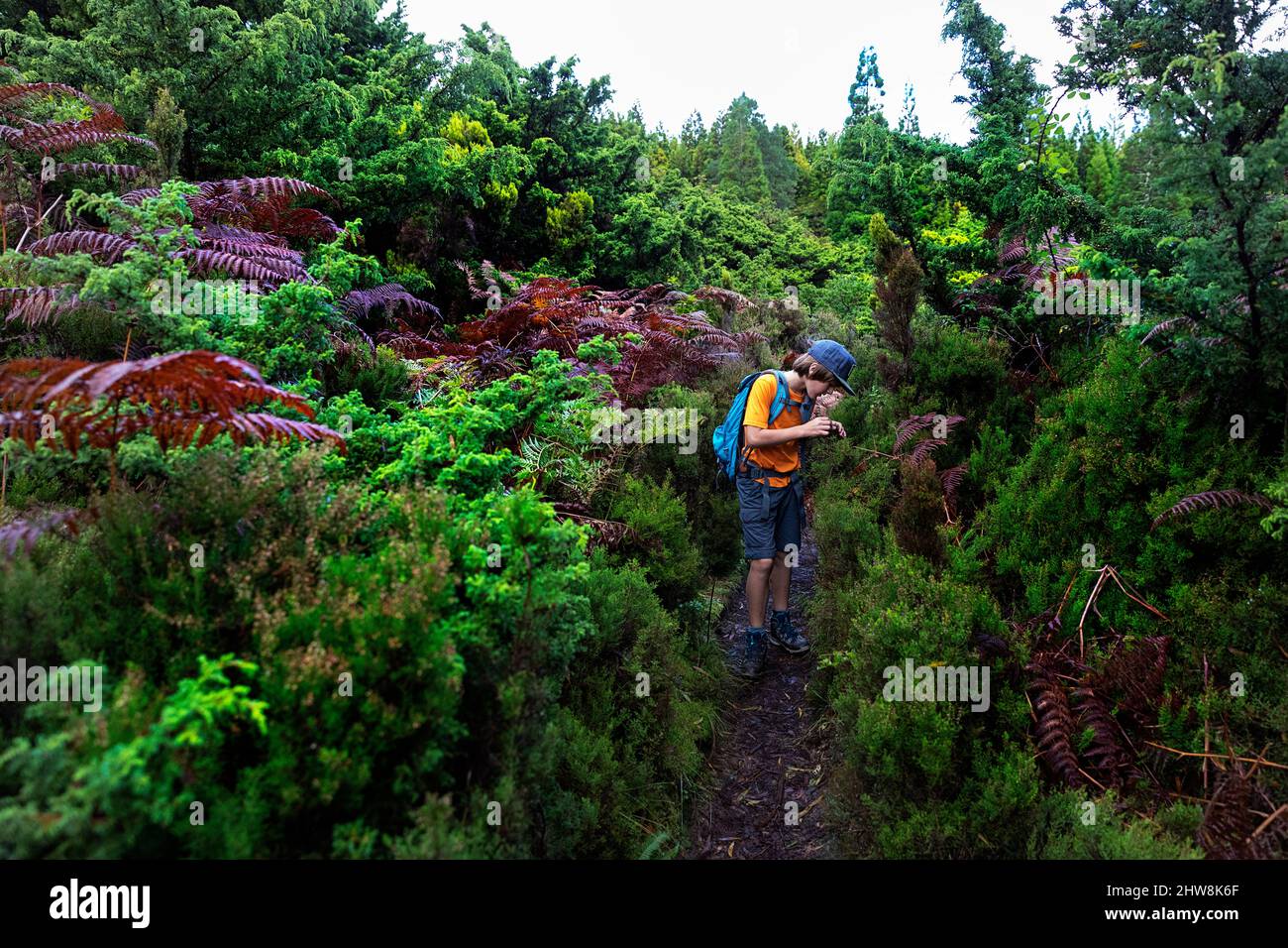 Junge wandern auf einem schönen Waldweg in den 'Misterios Negros' im vulkanischen Gebiet der Terceira Insel, Açores Portugal Stockfoto