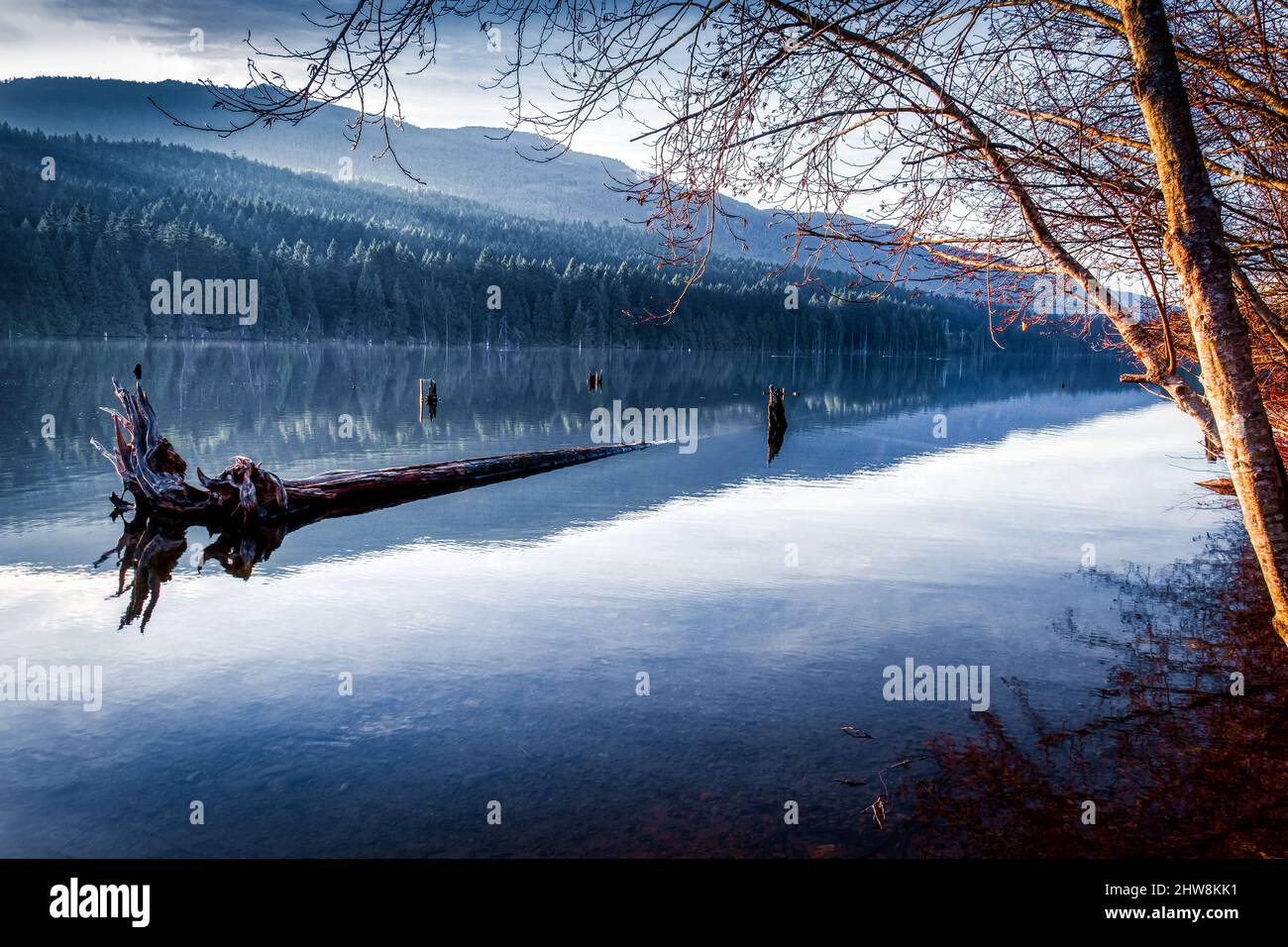 Altes Holz schwimmt in einem See in der Nähe eines dichten Waldes auf einem Hügel in Vancouver Stockfoto