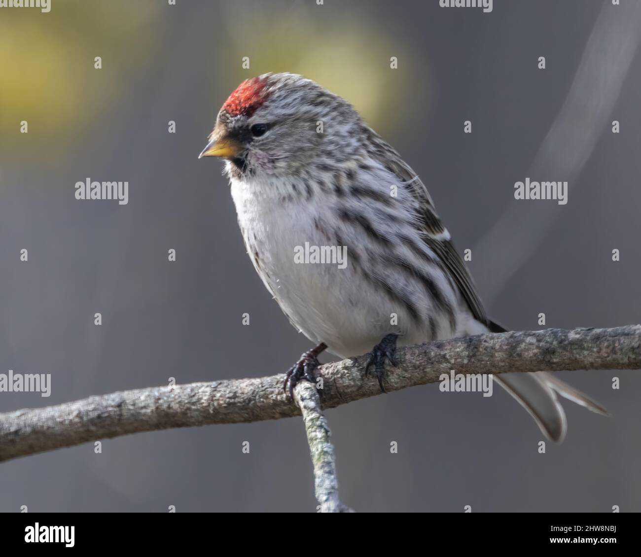 Selektiv einer Hory Rotpoll (Acanthis hornemanni) auf einem Ast Stockfoto