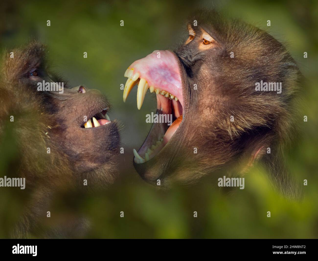 Gelada Baboon Theropithecus gelada spielen kämpfen mit riesigen Zähnen Stockfoto