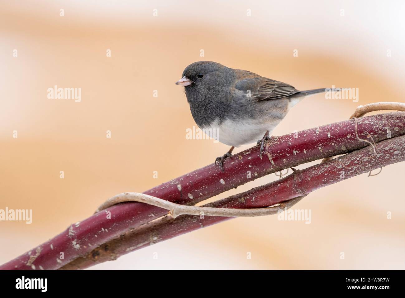 Dunkeläugiger junco (Junco hyemalis). Dakota County, Minnesota. Ende Dezember. Stockfoto