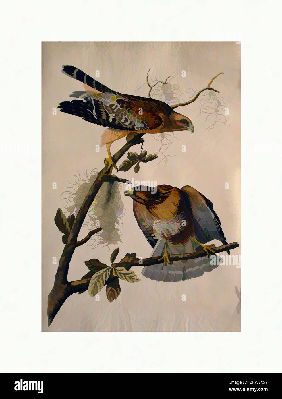 Kunst inspiriert von Red Shouldered Hawk (Nr. 12), 1829, Print, 37 3/4 x 25 3/16, Prints, John James Audubon (American (Born Haiti), Les Cayes (Saint-Domingue) 1785–1851 New York, Klassisches Werk, modernisiert von Artotop mit einem Schuss Moderne. Formen, Farbe und Wert, auffällige visuelle Wirkung auf Kunst. Emotionen durch Freiheit von Kunstwerken auf zeitgemäße Weise. Eine zeitlose Botschaft, die eine wild kreative neue Richtung verfolgt. Künstler, die sich dem digitalen Medium zuwenden und die Artotop NFT erschaffen Stockfoto