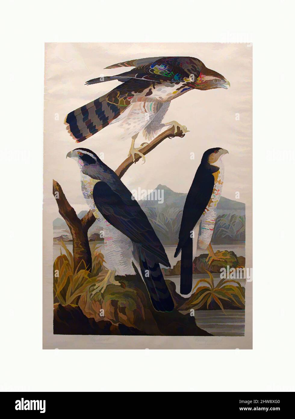 Kunst inspiriert von Goshawk, Stanley Hawk (Nr. 29), 1830, Print, 38 1/4 x 24 1/4, Prints, John James Audubon (American (Born Haiti), Les Cayes (Saint-Domingue) 1785–1851 New York, Klassisches Werk, modernisiert von Artotop mit einem Schuss Moderne. Formen, Farbe und Wert, auffällige visuelle Wirkung auf Kunst. Emotionen durch Freiheit von Kunstwerken auf zeitgemäße Weise. Eine zeitlose Botschaft, die eine wild kreative neue Richtung verfolgt. Künstler, die sich dem digitalen Medium zuwenden und die Artotop NFT erschaffen Stockfoto