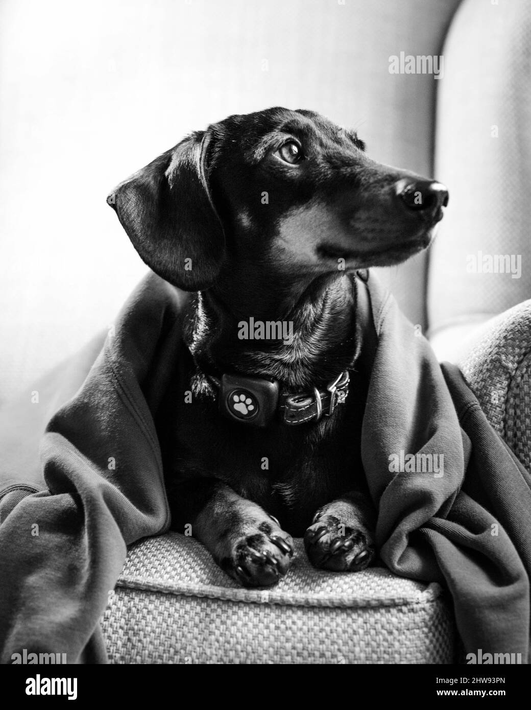 Vertikale Nahaufnahme des Dackel-Hundes, der auf dem mit einer Decke bedeckten Sofa liegt Stockfoto Vertikale Nahaufnahme des Dackel-Hundes, der auf dem mit einer Decke bedeckten Sofa liegt Stockfoto