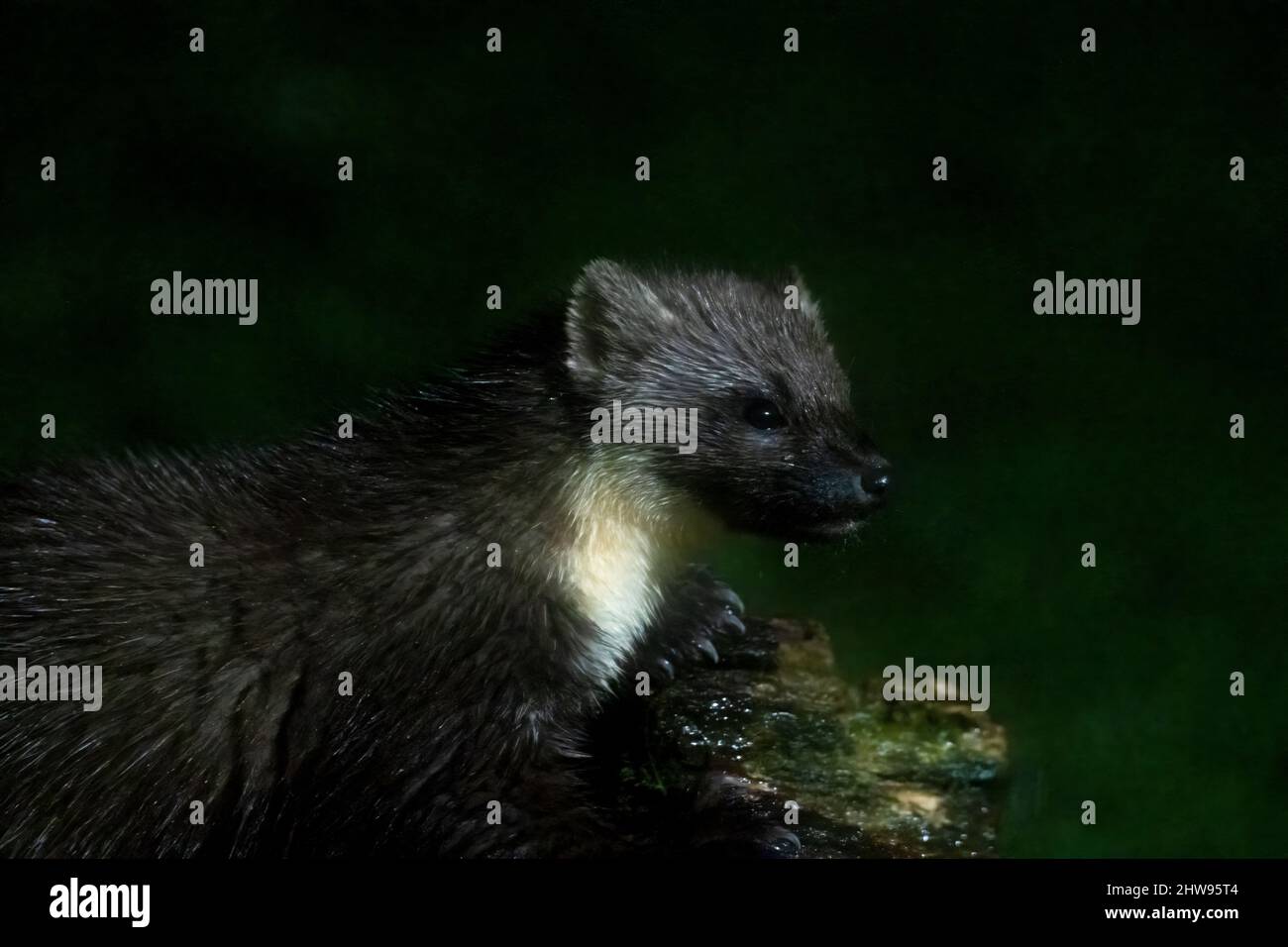 Europäischer Kiefernmarder (Martes martes) in einem Garten, Ardnamurchan, Schottland, Großbritannien Stockfoto