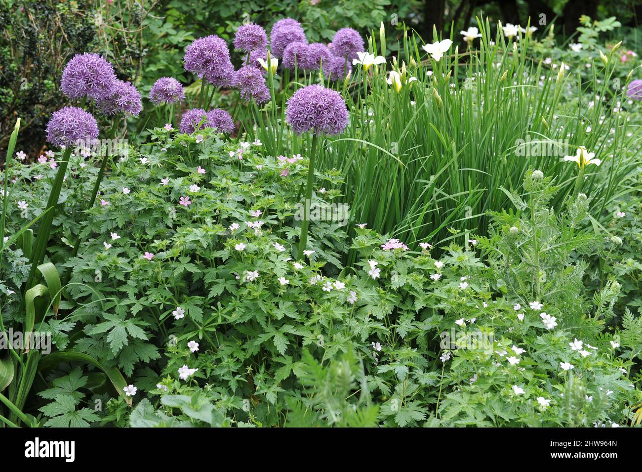 Allium Globemaster blüht zusammen mit Geranium und sibirischer Iris (Iris sibirica) White Swirl im Mai in einem Garten Stockfoto