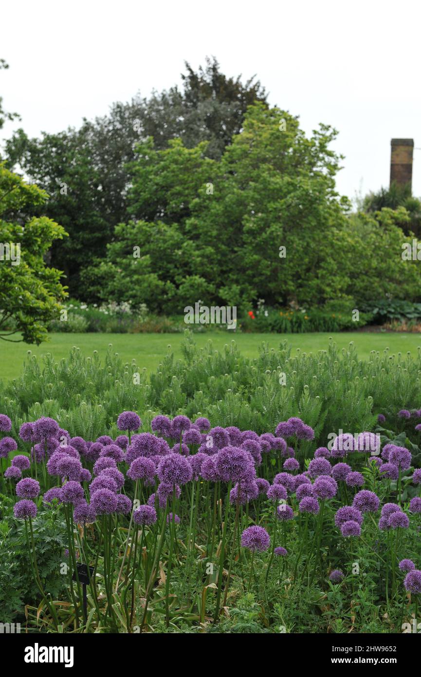 Allium Globemaster und Foxgloves (Digitalis purpurea) blühen im Mai in einem Garten Stockfoto