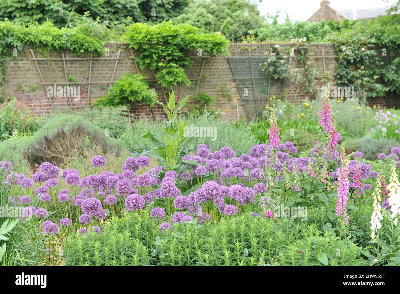 Allium Globemaster und Foxgloves (Digitalis purpurea) blühen im Mai in einem Garten Stockfoto