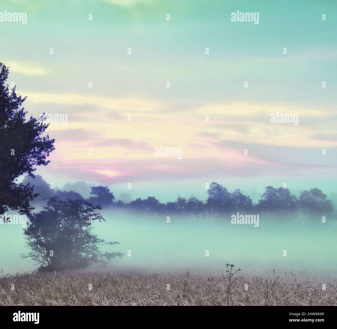 Atmosphärisch nebliger Morgen. Ein stimmungsvoller nebliger Sonnenaufgang über einer Wiese. Stockfoto