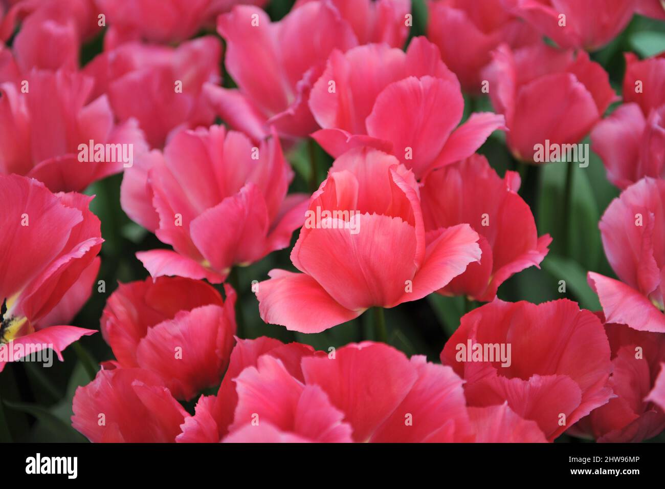 Pink Darwin Hybride Tulpen (Tulipa) Lady van Eijk blüht im April in einem Garten Stockfoto