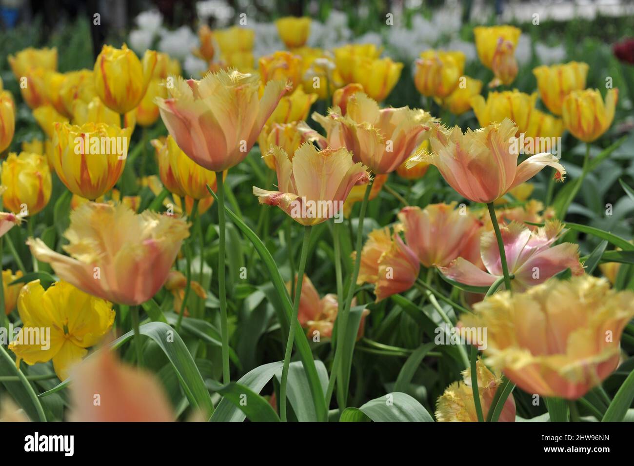 Gelbe und rosa gefranste Tulpen (Tulipa) Lambada blühen im April in einem Garten Stockfoto