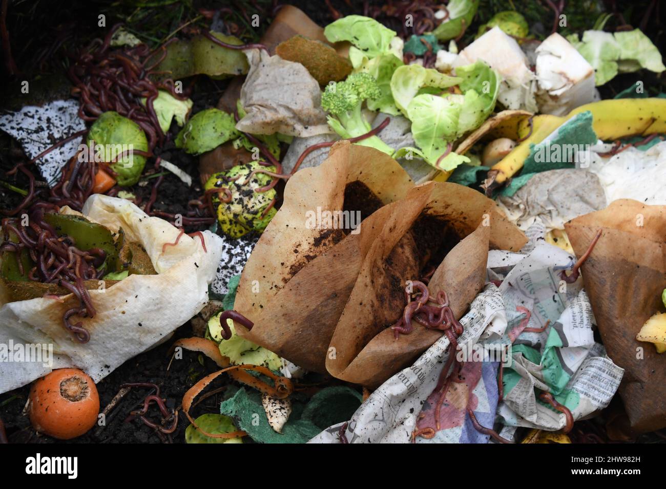 Der Inhalt eines Plastikkompostbehälters auf einer Zuteilung. Hergestellt aus dem Hausmüll, Gemüseschälungen, Kaffeesatz und Teeblätter, Papier, f Stockfoto