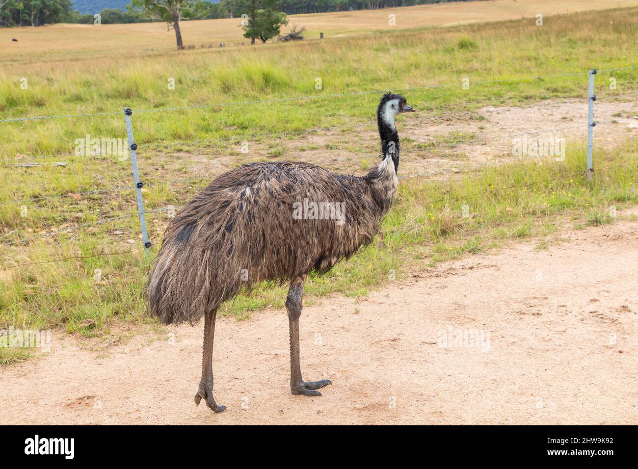 Foto eines großen erwachsenen emu auf einem Feldweg in den Central Tablelands von New South Wales in Australien. Stockfoto