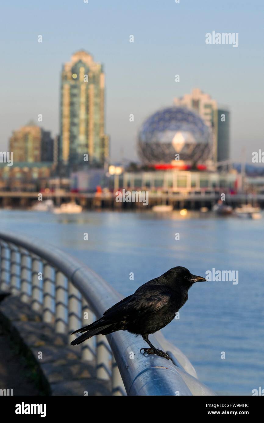 Krähe auf Geländer, False Creek, Vancouver, British Columbia, Kanada Stockfoto